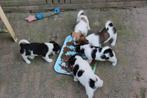 Mooi getekende Jack Russell pups, Rabiës (hondsdolheid), Jack Russell Terriër, 8 tot 15 weken, Meerdere
