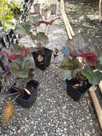 Heuchera mic. 'Palace Purple', Volle zon, Vaste plant, Zomer, Ophalen