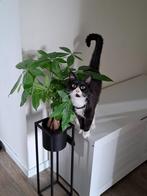 Lieve knuffelpoes Lily zoekt een nieuw, liefdevol thuis, Poes, Kortharig, 0 tot 2 jaar