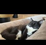 Raszuivere ragdoll kater, Dieren en Toebehoren, Katten en Kittens | Overige Katten, Kater, Kortharig, 0 tot 2 jaar