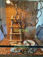 Terrarium met 2 koningpythons, Dieren en Toebehoren, Ophalen, Gebruikt, Terrarium of Paludarium
