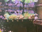 Sarcophyton neon green leder koraal stekken, Dieren en Toebehoren, Vissen | Aquariumvissen, Overige typen