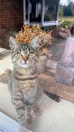 Drie kittens Tabby/Europese korthaar, Dieren en Toebehoren, Katten en Kittens | Overige Katten, Meerdere dieren, Kortharig, 0 tot 2 jaar