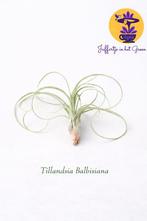 Tillandsia Balbisiana, Ophalen of Verzenden, Halfschaduw, Minder dan 100 cm