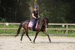 Lieve veelzijdige merrie van Just Wimphof, Dieren en Toebehoren, Paarden, Merrie, Gechipt, Dressuurpaard, 3 tot 6 jaar