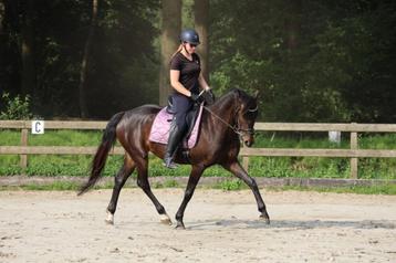 Lieve veelzijdige merrie van Just Wimphof beschikbaar voor biedingen