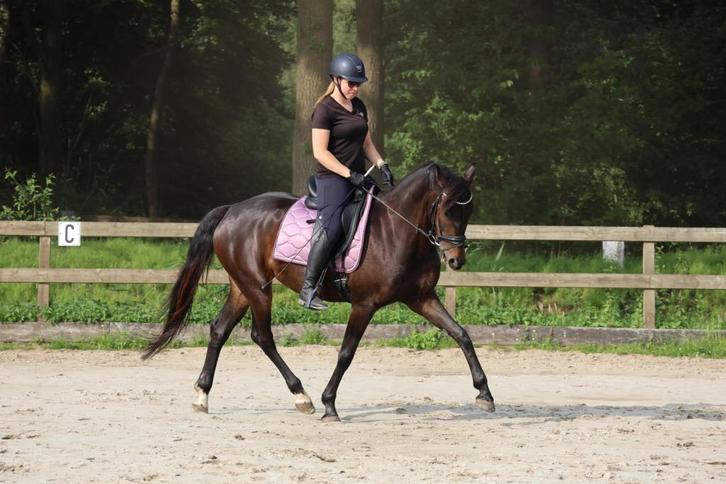 Lieve veelzijdige merrie van Just Wimphof, Dieren en Toebehoren, Paarden, Merrie, L, 160 tot 165 cm, 3 tot 6 jaar, Dressuurpaard