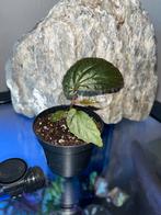 Begonia sp Papua, Ophalen of Verzenden, Overige soorten, Minder dan 100 cm