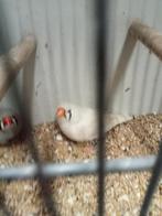 2 koppels mooie zebravinken, Meerdere dieren