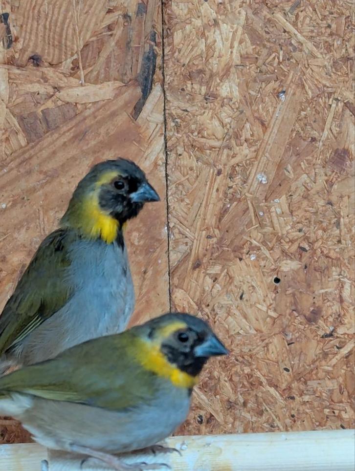 Ruilen en of te koop, Dieren en Toebehoren, Vogels | Overige Vogels, Meerdere dieren