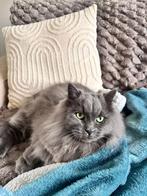 Lieve kat Smokey te koop (Europese Langhaar/Maincoon), Dieren en Toebehoren, Kater, Ontwormd