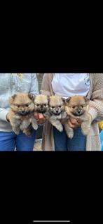 Mooie lieve pomeriaan, Dieren en Toebehoren, Honden | Poolhonden, Keeshonden en Oertypen, Rabiës (hondsdolheid), 8 tot 15 weken