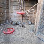 Europese patrijzen, Meerdere dieren, Overige soorten