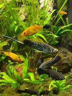 Mooie zwaarddrager, Vis, Zoetwatervis, Schoolvis