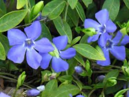 Vinca, maagdenpalm, groenblijvende bodembedekker,, Tuin en Terras, Planten | Tuinplanten, Vaste plant, Bodembedekkers, Halfschaduw