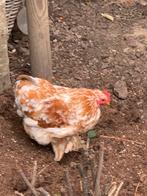 Cochin Haan 3 maanden oud, Dieren en Toebehoren, Pluimvee, Mannelijk, Kip