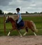 Lieve, knappe welsh A ruin 3 jaar (v. Tiffwyl Mark One), Ruin, Recreatiepony, 3 tot 6 jaar