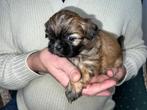 Shih Zsu teefjes., Dieren en Toebehoren, Rabiës (hondsdolheid), Overige rassen, 8 tot 15 weken, Teef