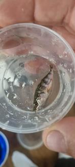 Drie doornige stekelbaars, Dieren en Toebehoren, Vissen | Aquariumvissen, Vis, Zoetwatervis, Schoolvis
