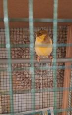 pop, Vrouwelijk, Kleurkanarie