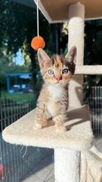 Bengal mixed kittens, Dieren en Toebehoren, Kater
