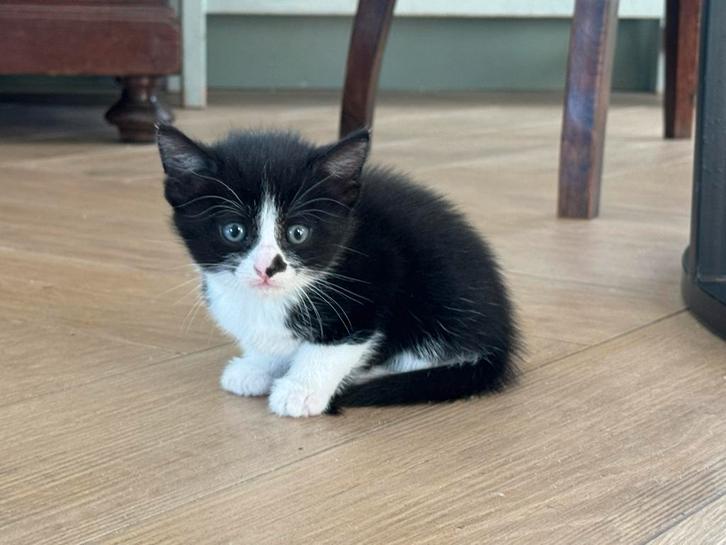 Kittens, Dieren en Toebehoren, Katten en Kittens | Overige Katten, Meerdere dieren