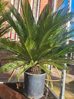 Cycas Revoluta - Stam 20cm hoog, Overige soorten, Volle zon, Vaste plant, Ophalen of Verzenden