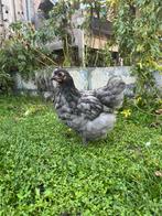 Orpington kriel haantje, Dieren en Toebehoren, Pluimvee, Mannelijk, Kip