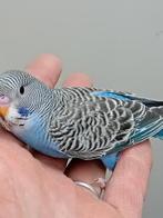 Jonge grasparkieten, Dieren en Toebehoren, Vogels | Parkieten en Papegaaien, Meerdere dieren, Parkiet, Geringd