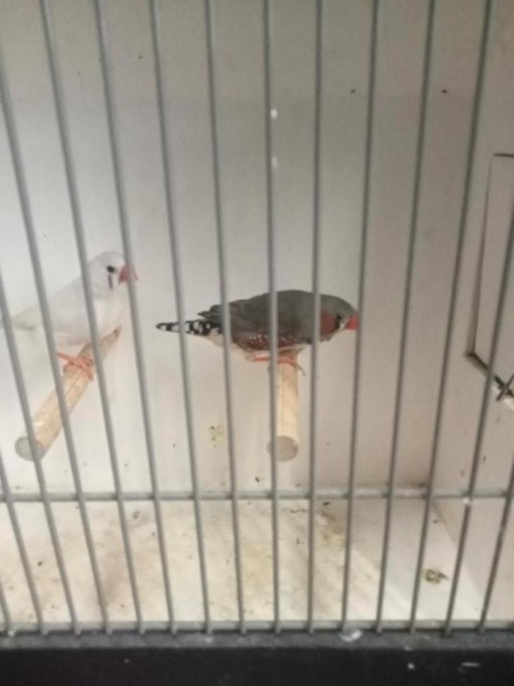 Koppel zebravinken, Dieren en Toebehoren, Vogels | Overige Vogels, Meerdere dieren