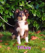 Sheltie Pups , Sheltie Welpen, Sheepdog, Particulier, 8 tot 15 weken, Buitenland