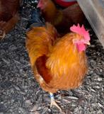 new hampshire haan, Mannelijk, Kip