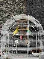 2 parkieten, Meerdere dieren, Parkiet