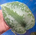 Scindapsus Trebie, Ophalen of Verzenden, Halfschaduw, Minder dan 100 cm