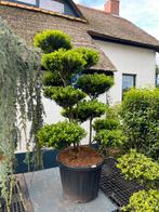 Ilex maximowicziana kanehirae bonsai vormboom, Tuin en Terras, Ophalen, Halfschaduw, Overige soorten, Minder dan 100 cm