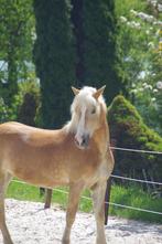 Haflingermerrie (fok-merrie), Gechipt, 11 jaar of ouder, Merrie, Niet van toepassing