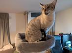 Savannah kat, Poes, Ontwormd, 3 tot 5 jaar