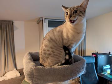 Savannah kat beschikbaar voor biedingen