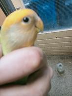 Prachtige piep jonge agapornis roseicollie oranje masker, Dieren en Toebehoren, Mannelijk, Dwergpapegaai of Agapornis, Geringd