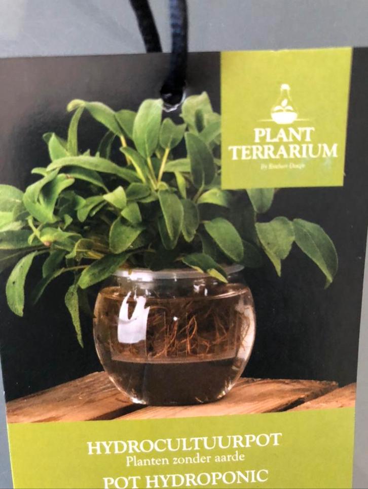 Hydrocultuurpot / Planten zonder aarde. Prijs per pot. Nieuw, Huis en Inrichting, Kamerplanten, Ophalen of Verzenden