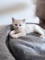 Laatste ragdoll kitten zoekt thuis, Dieren en Toebehoren, Kater, Ontwormd, 0 tot 2 jaar