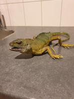 Plastic reptiel, Ophalen of Verzenden