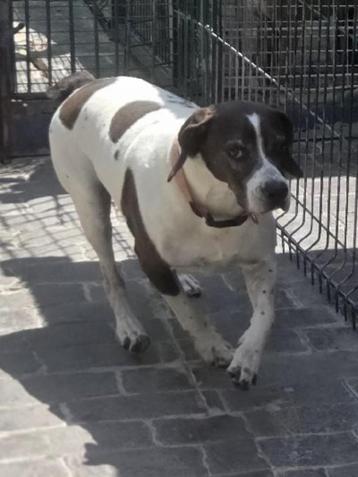 ACE: Kiko is goed met mens en dier beschikbaar voor biedingen
