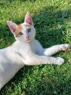 Kitten katertje zoekt huisje, Dieren en Toebehoren, Katten en Kittens | Overige Katten, Kater, Kortharig, 0 tot 2 jaar
