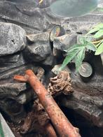 terrarium + wimpergekko, Dieren en Toebehoren, Reptielen en Amfibieën | Toebehoren, Ophalen, Terrarium of Paludarium