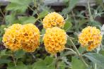 Gele vlinderstruik - Buddleja Weyeriana Sungold, Tuin en Terras, Planten | Tuinplanten, Volle zon, Vaste plant, Zomer, Ophalen