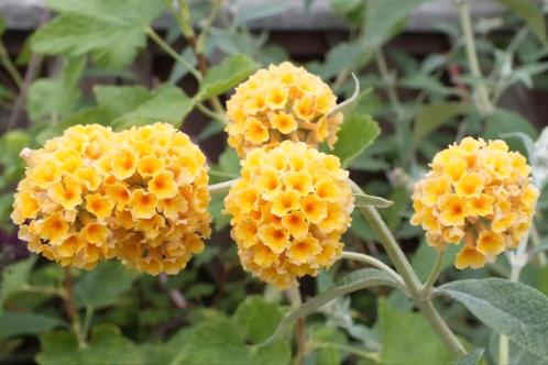 Gele vlinderstruik - Buddleja Weyeriana Sungold, Tuin en Terras, Planten | Tuinplanten, Vaste plant, Overige soorten, Volle zon