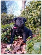 Laatste pupje wegens niet nakomen afspraak, 8 tot 15 weken, Labrador retriever, Meerdere, Meerdere dieren