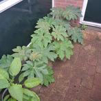 Tetrapanax Steroidal Giant rijstpapierplant al mooi groot, Volle zon, Vaste plant, Herfst, Ophalen
