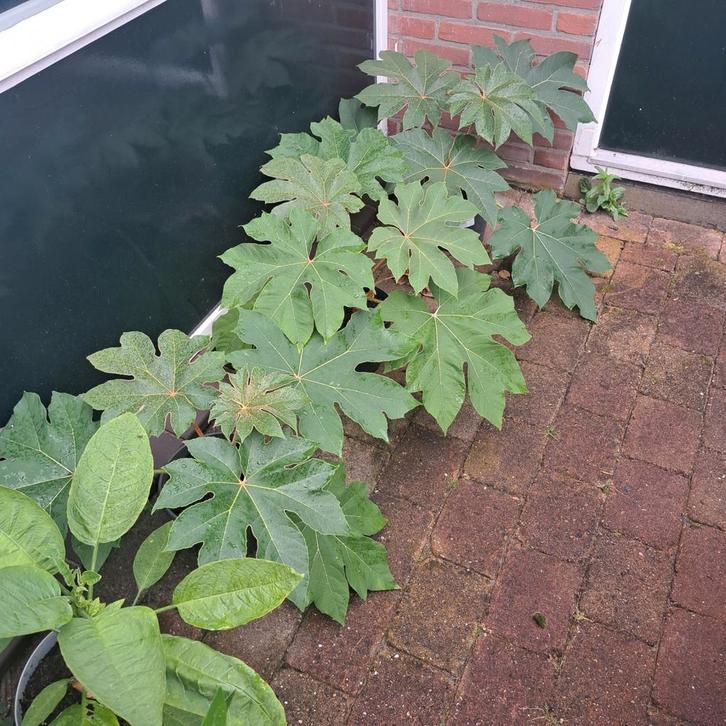 Tetrapanax Steroidal Giant rijstpapierplant al mooi groot, Tuin en Terras, Planten | Tuinplanten, Vaste plant, Overige soorten